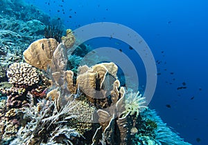 Bunaken National Marine Park.Indonesia