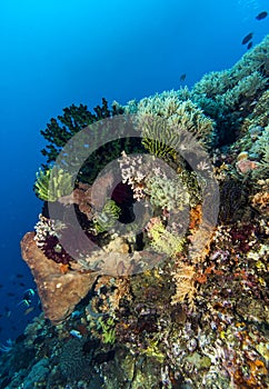 Bunaken National Marine Park.Indonesia