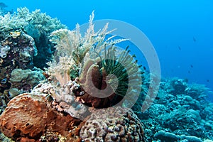 Bunaken National Marine Park.Indonesia