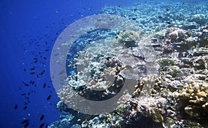 Bunaken National Marine Park, Sulawesi Island, Celebes, Indonesia