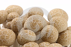 Bunashimeji mushroom