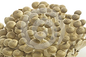 Bunashimeji mushrooms