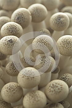 Bunashimeji mushrooms