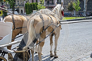 The bunbag is attached to the back of a horse harnessed to a city team. A bag for collecting horse feces in an urban environment.