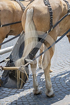 The bunbag is attached to the back of a horse harnessed to a city team. A bag for collecting horse feces in an urban environment.