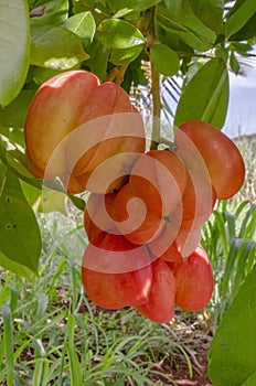 Bunch Of Achee Hanging