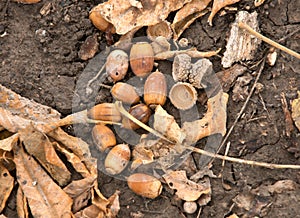 Bunch of acorns on fall oak leaves