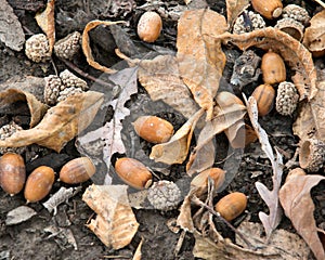 Bunch of acorns on fall oak leaves