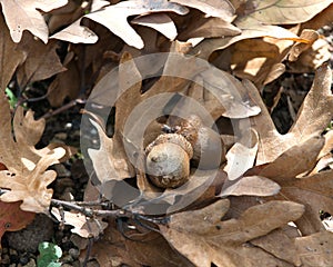 Bunch of acorns on fall oak leaves