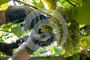 Bunch of AlbariÃ±o grapes about to be harvested photo