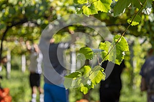 Bunch of AlbariÃ±o grapes about to be harvested photo