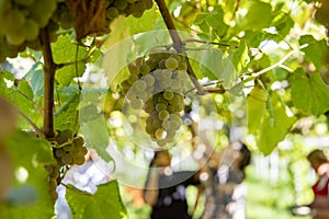 Bunch of AlbariÃ±o grapes about to be harvested photo