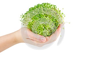 Bunch of Alfalfa sprouts background