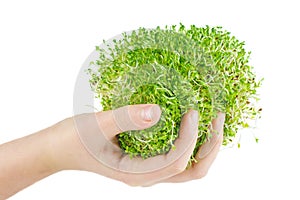 Bunch of Alfalfa sprouts background