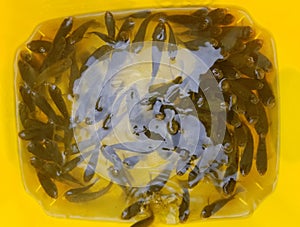 A bunch of live minnows