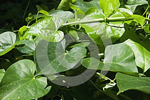 Bunch of Amrutha Balli Leaves