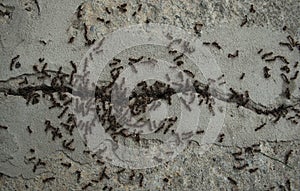 Bunch of ants fighting on concrete floor