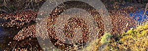 Bunch of apples, hundreds, floating in water, panorama in fall along a walking path in canal stream beneath a wild apple tree in B