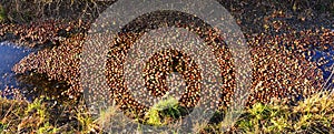 Bunch of apples, hundreds, floating in water, panorama in fall along a walking path in canal stream beneath a wild apple tree in B