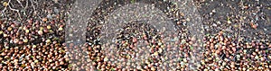 Bunch of apples, hundreds, floating in water, panorama in fall along a walking path in canal stream beneath a wild apple tree in B