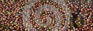 Bunch of apples, hundreds, floating in water, panorama in fall along a walking path in canal stream beneath a wild apple tree in B