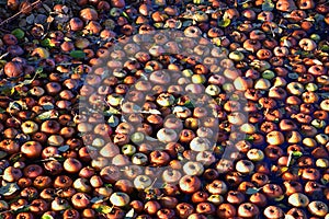 Bunch of apples, hundreds, floating in water, panorama in fall along a walking path in canal stream beneath a wild apple tree in B