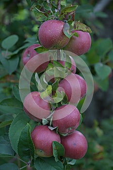 A bunch of apples in a tree