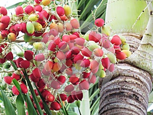 Bunch of Areca catechu or betel nut