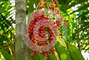 Bunch of Areca catechu fruits