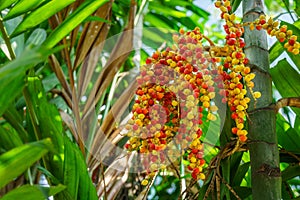 Bunch of Areca catechu fruits