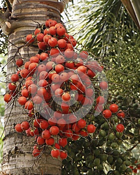 bunch of areca nut or betel nut is the fruit of the areca palm tree