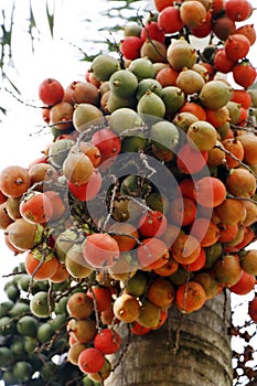 bunch of areca nut or betel nut is the fruit of the areca palm tree