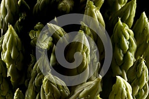 Bunch of asparagus spears, closeup, isolated on black