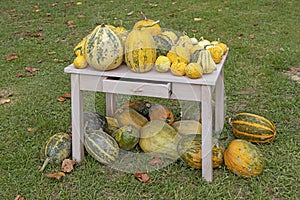 Bunch assorted gourds, zucchini, pumpkin and winter squash