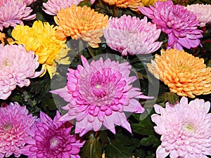 A bunch of asters as a flower background.