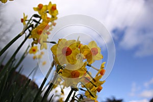 A bunch of Australian daffodil flowers against cloudy blue sky