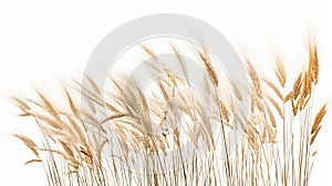 a bunch of autumn dry field grass with spikelets flutters in the wind, png file of isolated cutout object on transparent