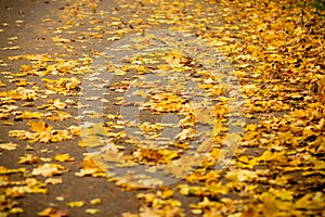 A bunch of autumn leaves swept cleaners to the edge of the asphalt road to the curb, a dull, rainy day.Autumn colorful