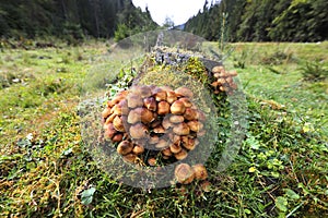 Bunch of autumnal Honey Fungus Armillaria mellea grows over mossy stump at the edge of a forest.