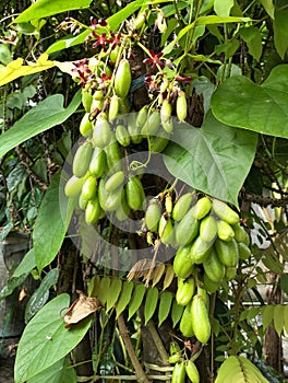 A bunch of averrhoa bilimbi is Among the leaves of the Tinospora cordifolia plant which grows vines on the tree