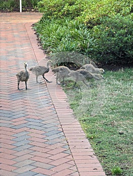 A bunch of baby Geese near Broker Pond on the campus of UNC Charlotte in Charlotte, NC photo