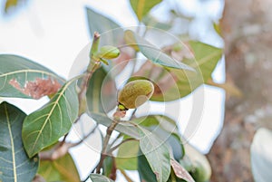 Bunch of Baby Jackfruits