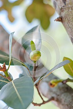 Bunch Of Baby Jackfruits