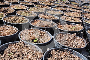 A bunch of baby plants growing inside of pots inside of a greenhouse nursery.