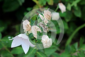 Bunch of Balloon flowers or Platycodon grandiflorus perennial plants with balloon like white flowers starting to shrivel and