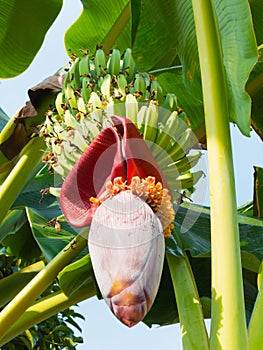 The bunch of banana with cabbage and leaf on the banana tree