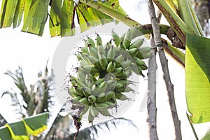 Bunch of banana on tree with drops after the rain.