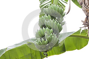 Bunch of banana on tree isolated on white background.