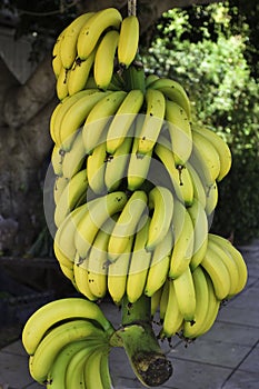 Bunch of bananas