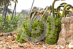 Bunch of bananas on a banana plantation in India